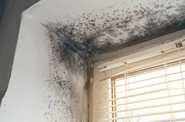 Affordable Basement Mold Removal solutions in South Boston, VA