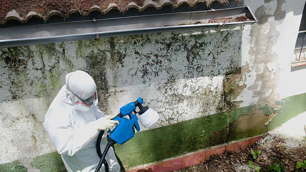 Top rated local Basement Mold Removal specialists in South Boston, VA